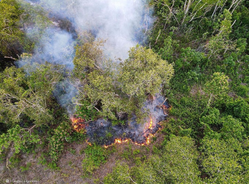 Fogo devasta santuário das onças-pintadas em MT. — Foto: Gustavo Figueirôa- SOS Pantanal/Reprodução