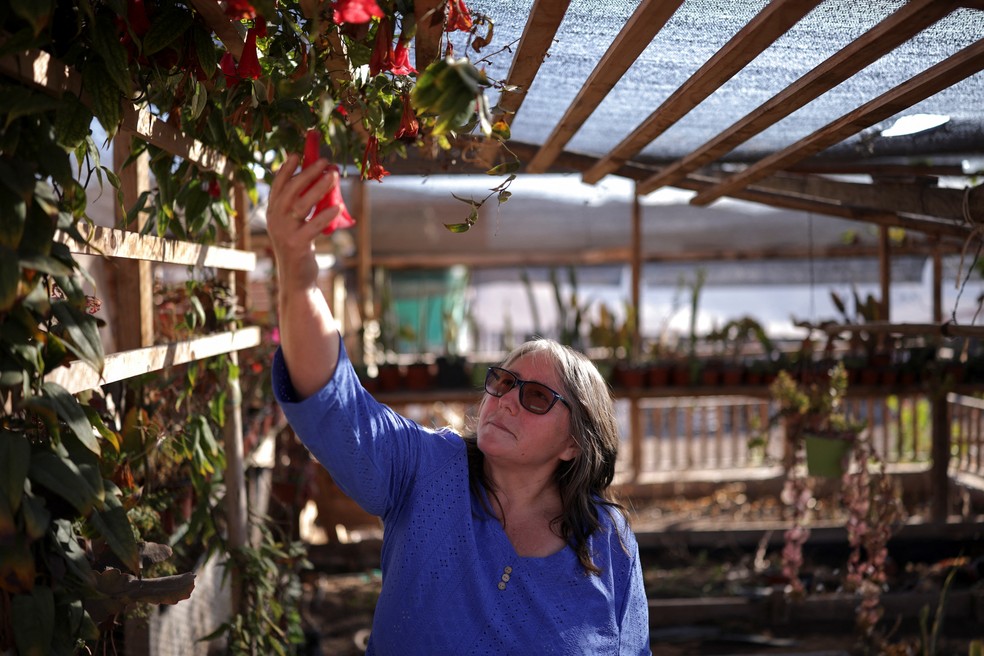A agricultora Maria Salazar colhe uma flor de copihue em seu jardim, onde usa esteiras Agropelo, uma iniciativa de agricultura sustentável da fundação Matter of Trust Chile, no Deserto do Atacama, em Taltal, Chile — Foto: REUTERS/Pablo Sanhueza