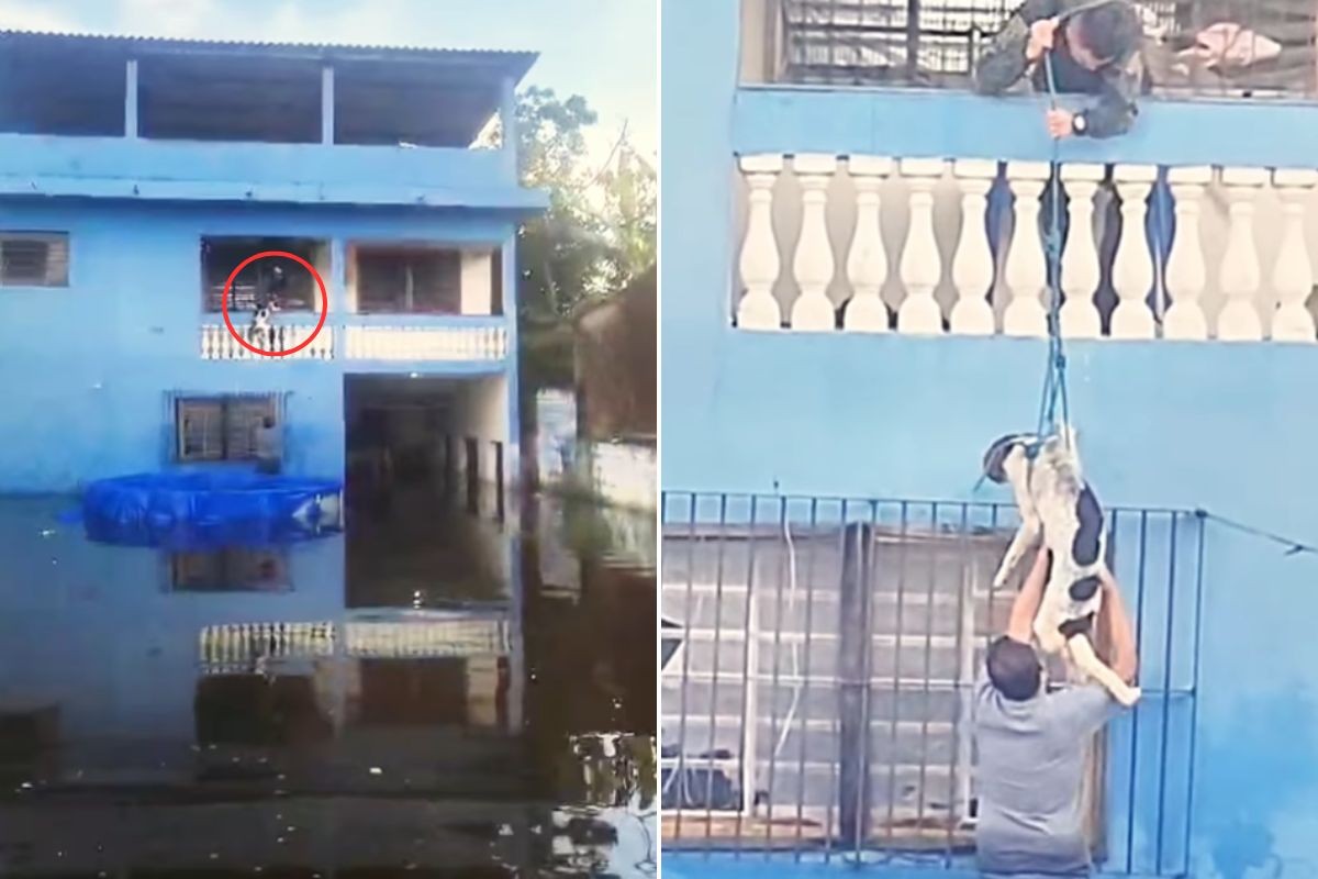 Cachorro é resgatado após ficar ilhado em casa alagada durante enchente em Peruíbe; VÍDEO