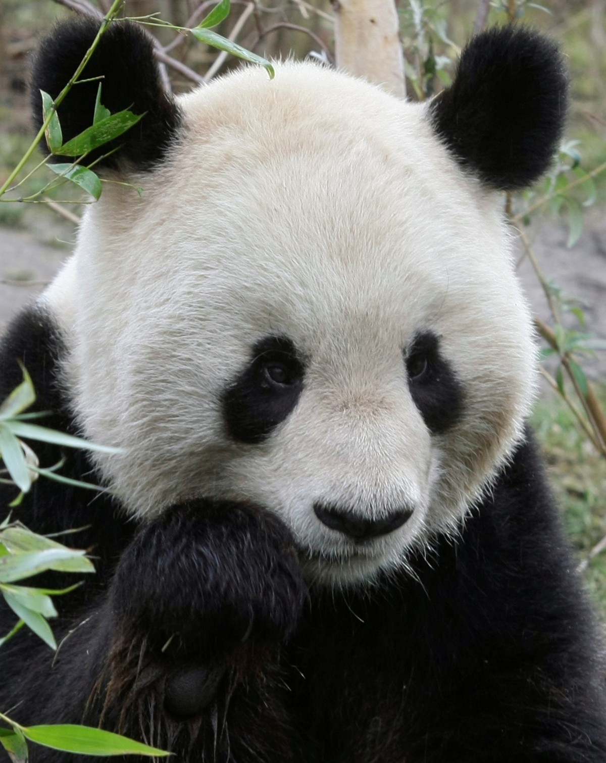 Panda macho morre aos 16 anos após ser pai de filhotes gêmeos