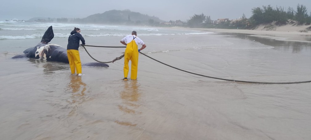 Filhote de baleia morto estava encalhado na praia em Garopaba — Foto: PMP-BS/ Divulgação