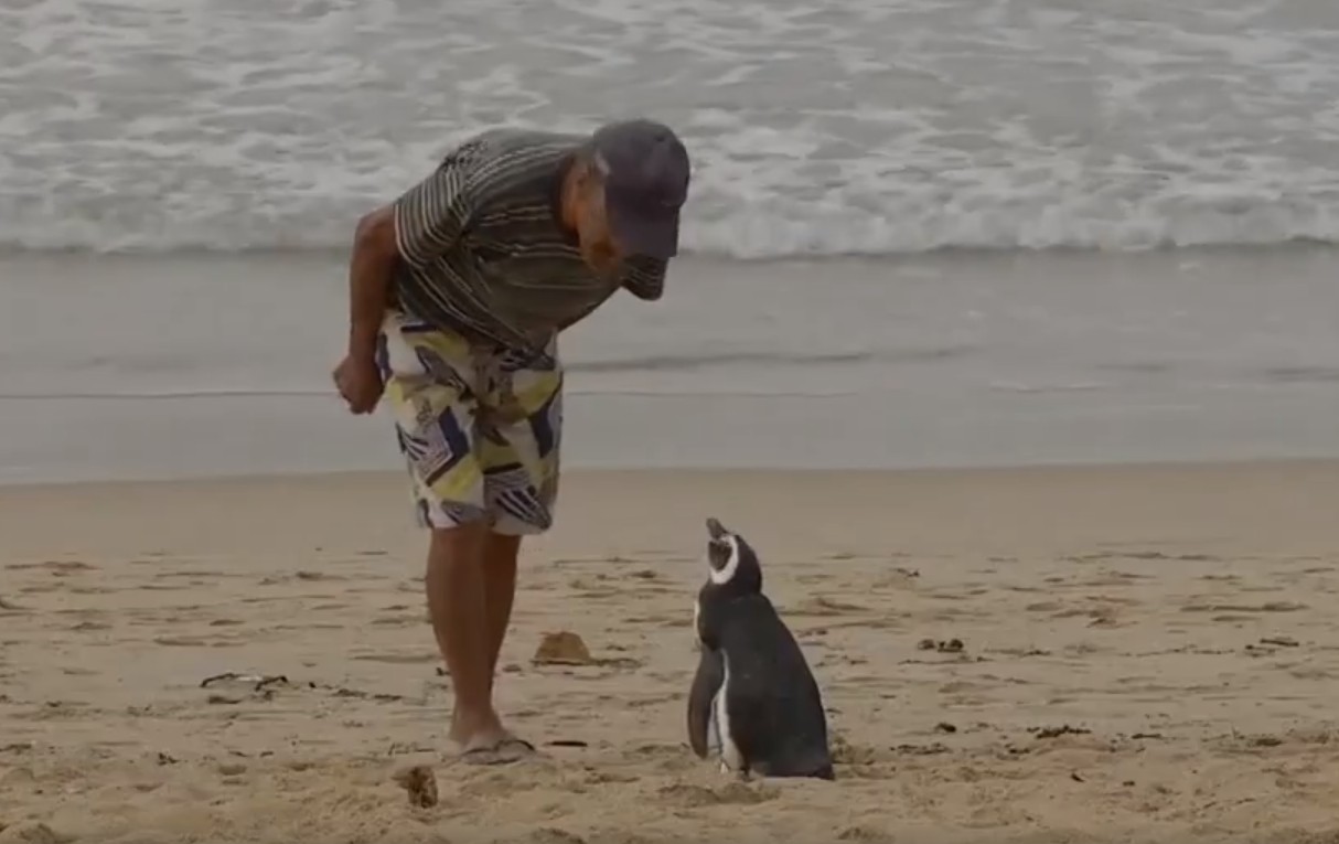 Baseado em fatos reais, filme narra história de amizade entre pescador do RJ e pinguim