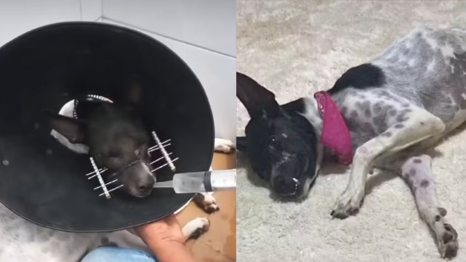 Veja como está a cadela que teve o focinho decepado no interior do Piauí 10 meses após crime