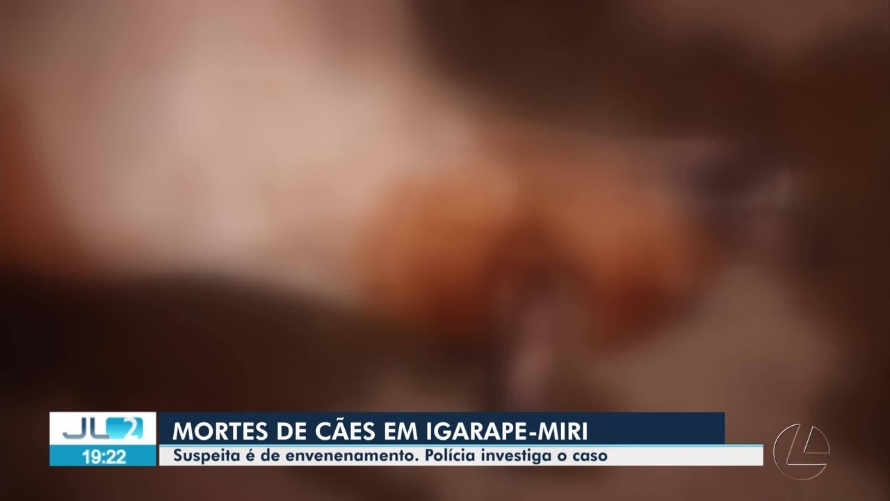 Polícia investiga morte de cães por suspeita de envenenamento em Igarapé-Miri, no Pará