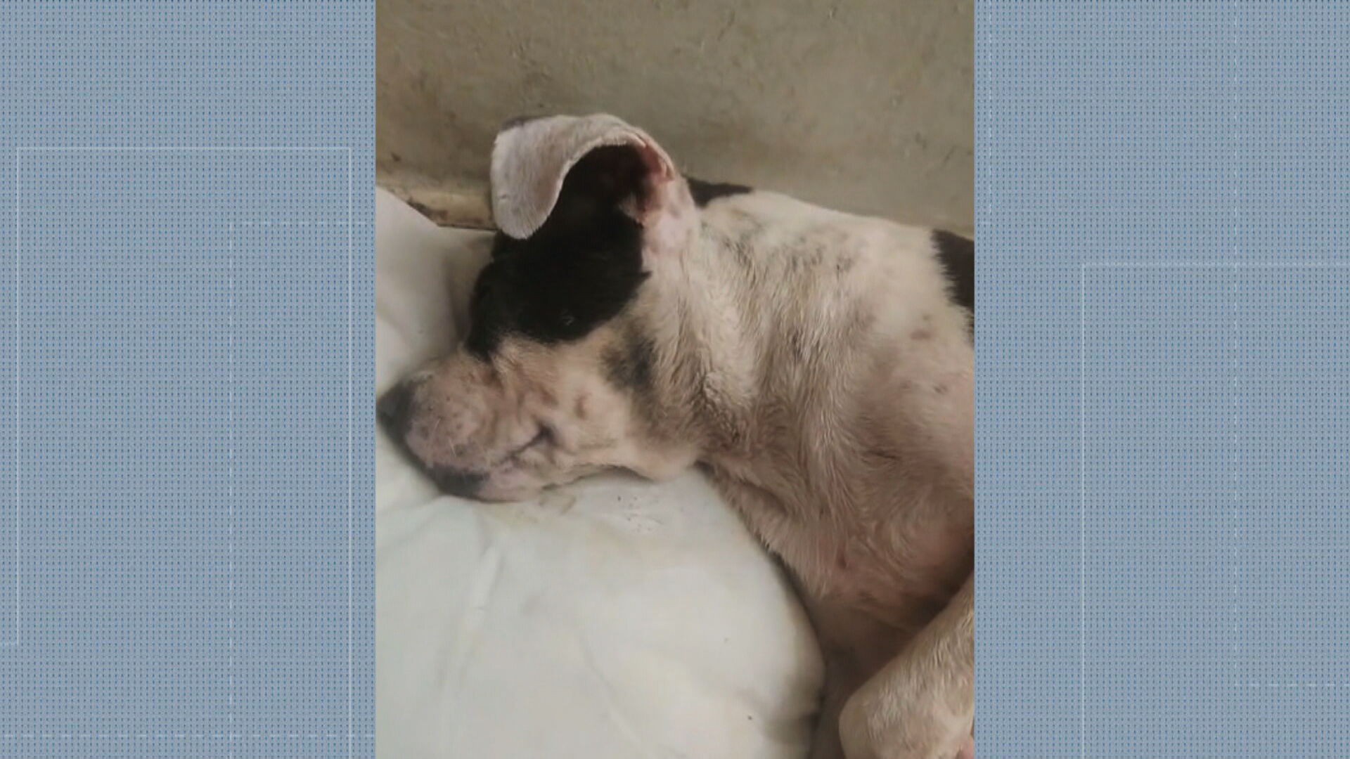 Barulho dos fogos de Réveillon provoca morte de cão e crises em animais de abrigo na Zona Sudoeste do Rio