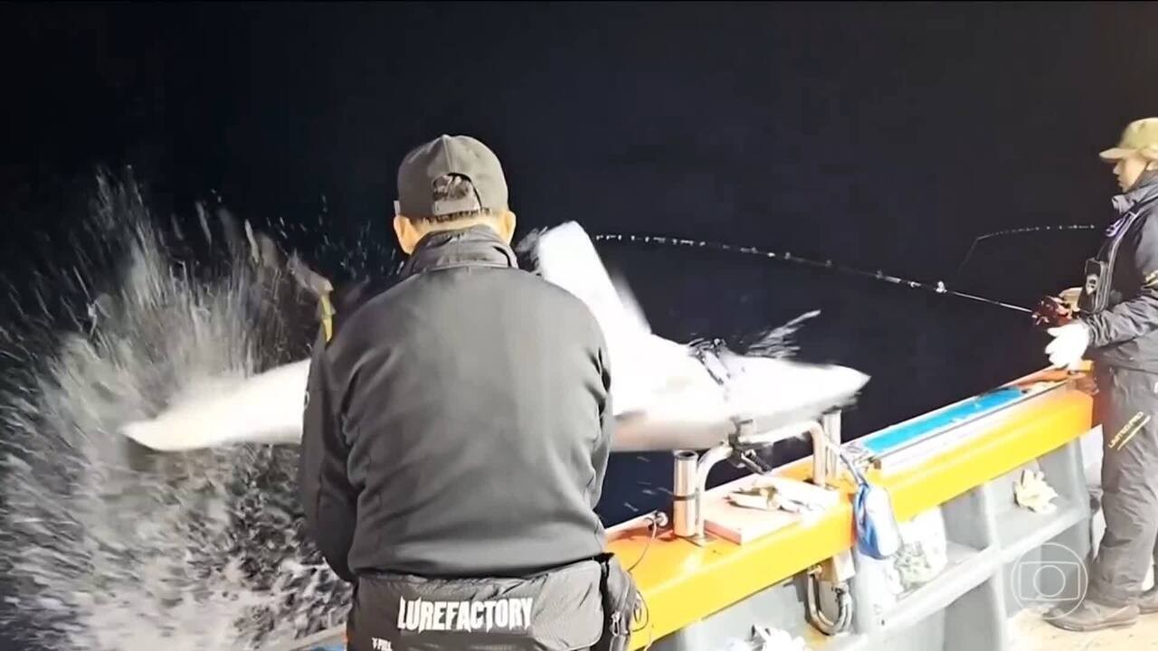 VÍDEO: Tubarão pula para dentro de barco de pescadores na Coreia do Sul