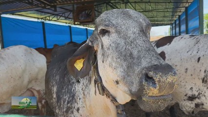 Zebu do Cerrado: veja a importância do gado indiano na região centro do Brasil
