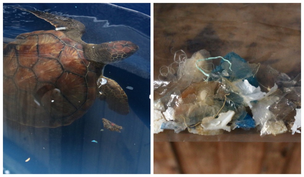 Lixo expelido pela tartaruga  — Foto: Nilson Coelho/R3 Animal