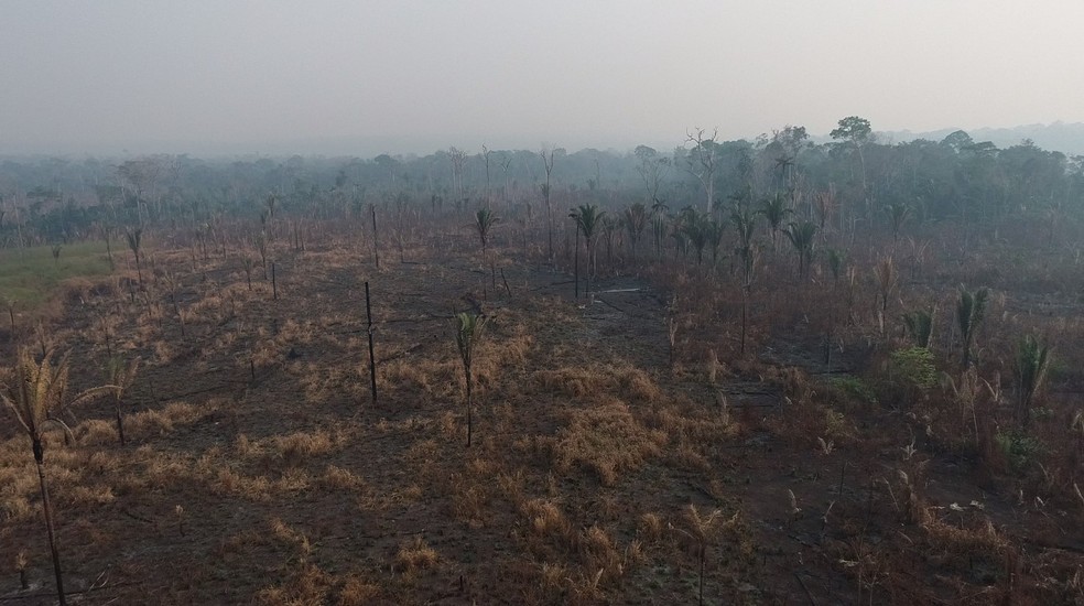 Área devastada no Parque Estadual Guajará-Mirim, 2024 — Foto: Rede Amazônica