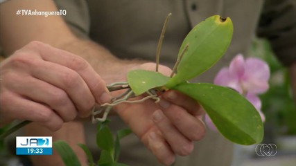Confira os destaques do Globo Rural deste domingo (15)