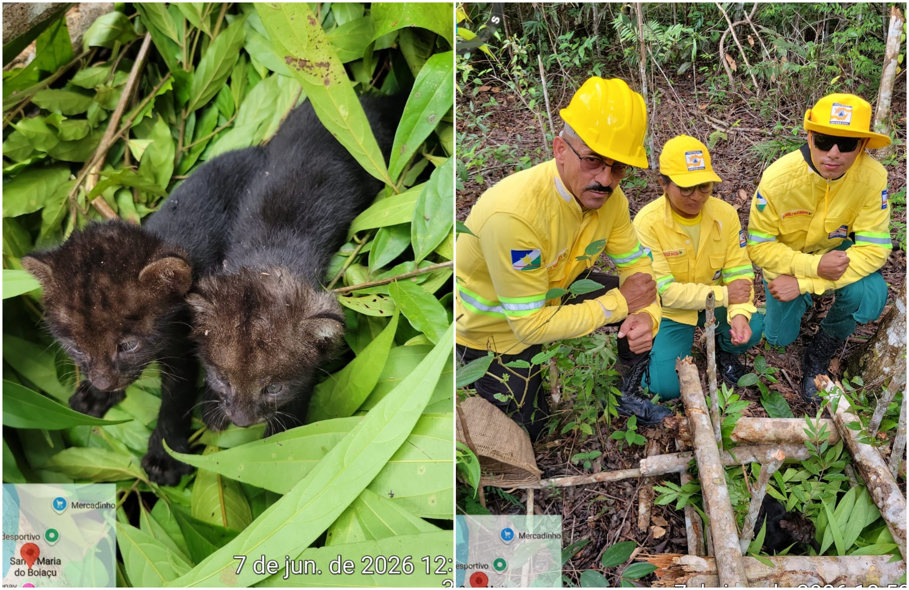 Filhotes de felino raro são resgatados e devolvidos à mãe em área de mata no Sul de Roraima