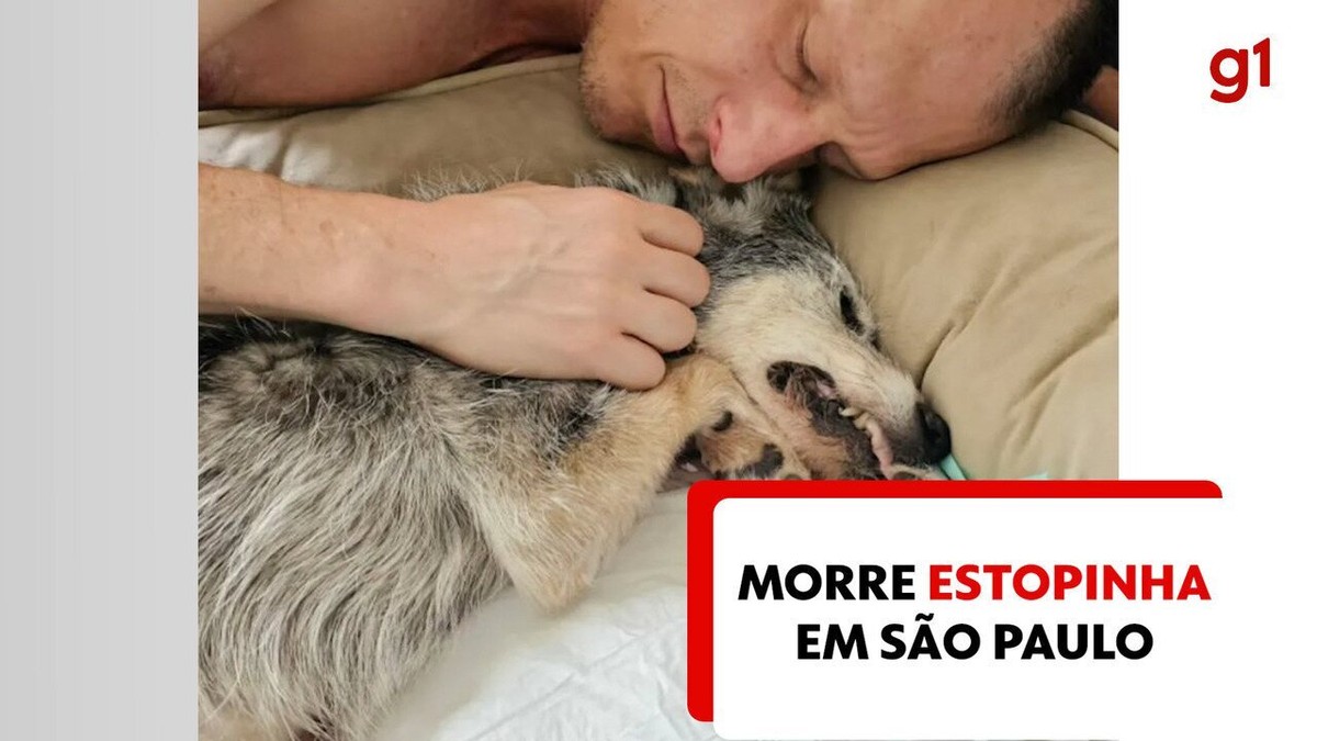 Estopinha, la primera mascota influencer del país, muere en SP: ‘Una parte de mí fue destruida’, dice el dueño del perro |  Sao Paulo