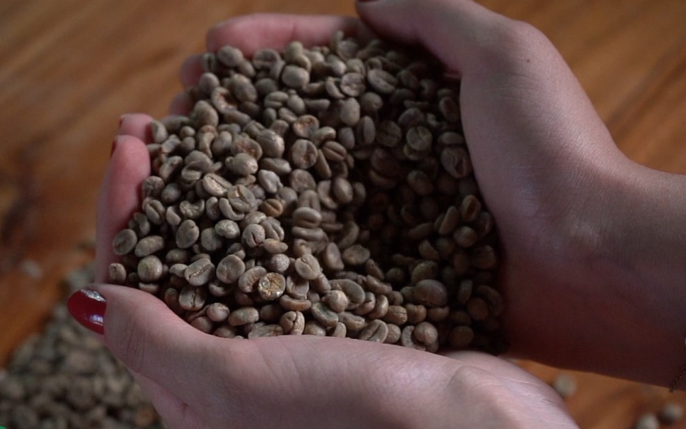 Grãos de café colhidos na fazenda centenária, que hoje produz cafés especiais na região de Ribeirão Preto (SP). — Foto: Reprodução EPTV
