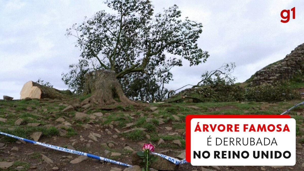 The Sycamore Gap, an iconic century-old tree in the United Kingdom, was felled due to vandalism;  16 year old arrested  world