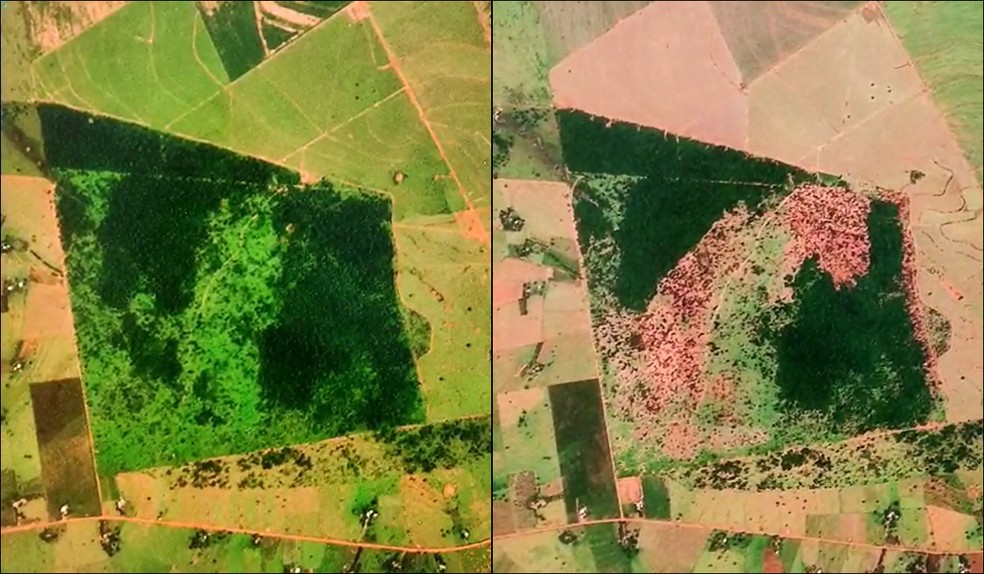 Confira o antes e depois das degradações ambientais em Rosana (SP) — Foto: Polícia Ambiental/Divulgação