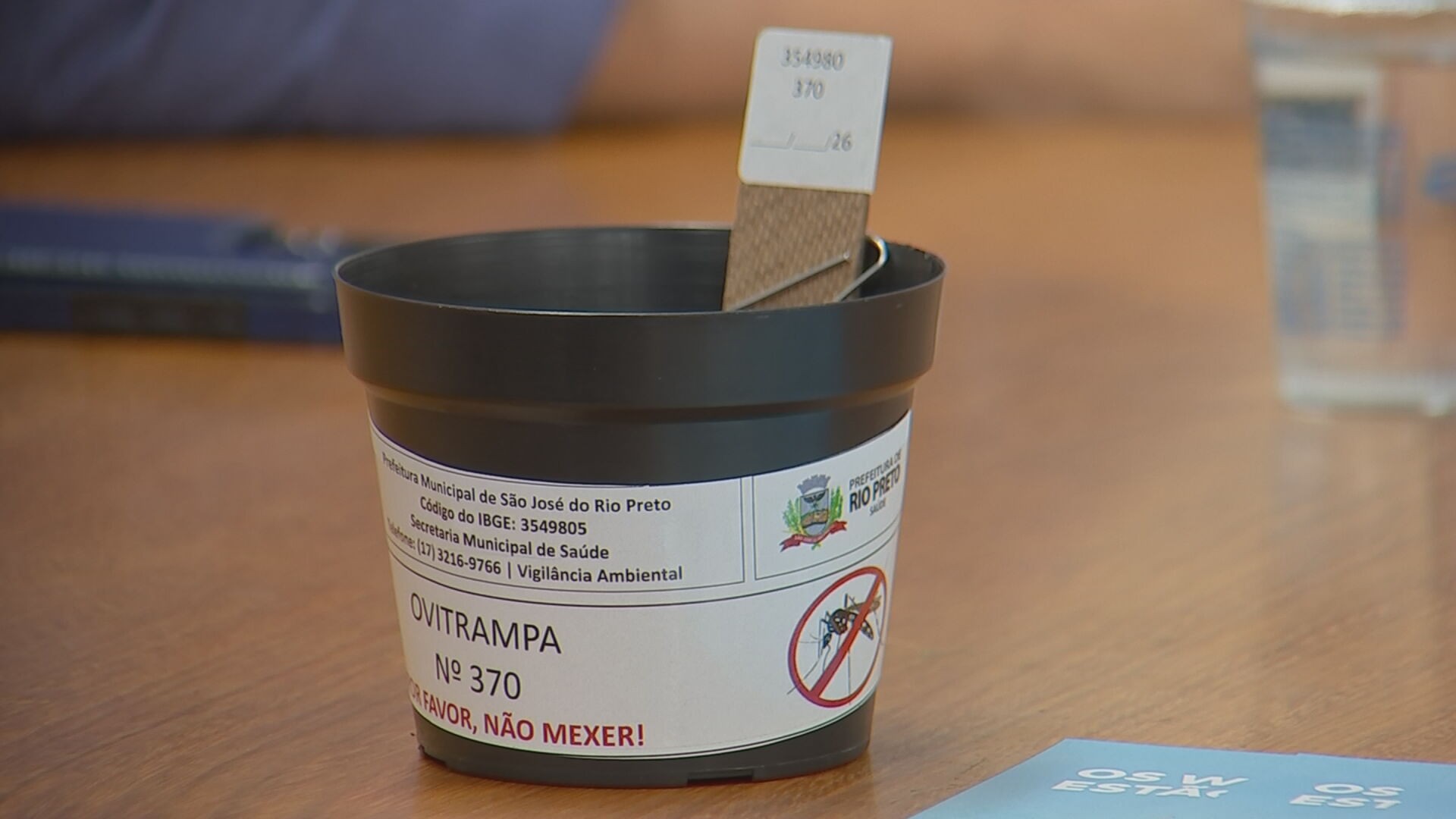 'Wolbitos': Rio Preto aposta na soltura de mosquitos com bactéria que combate a dengue