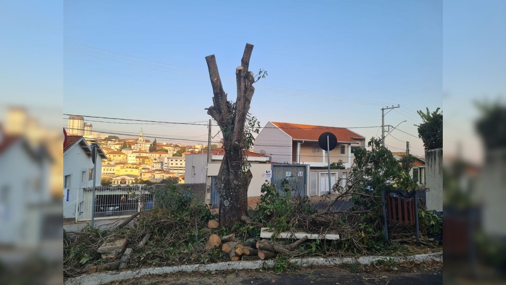Corte de ipê-rosa de mais de 50 anos revolta moradores em Botucatu — Foto: Arquivo pessoal/Divulgação