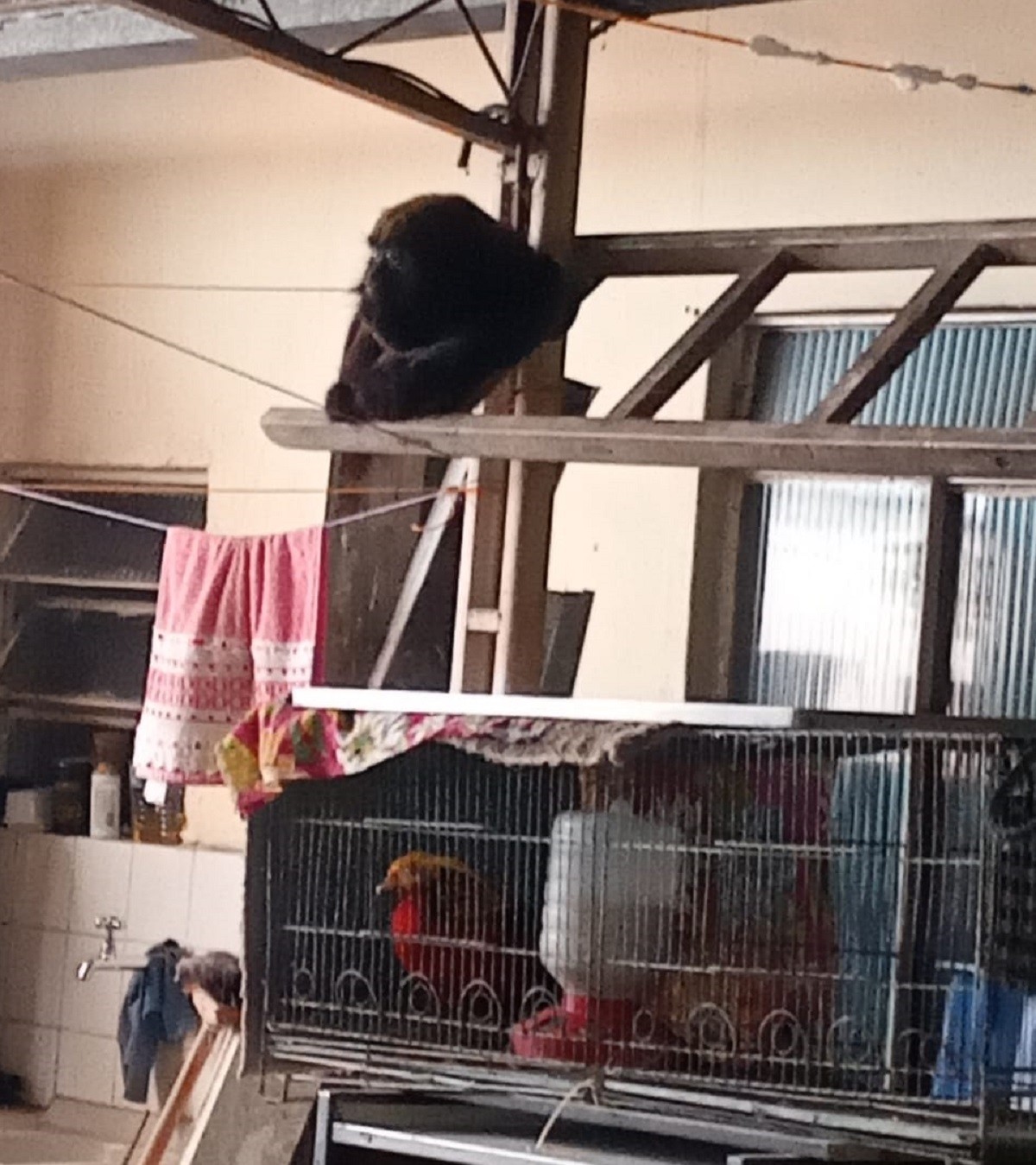 Macaco-bugio invade casa e assusta moradores em Juiz de Fora; VÍDEO 