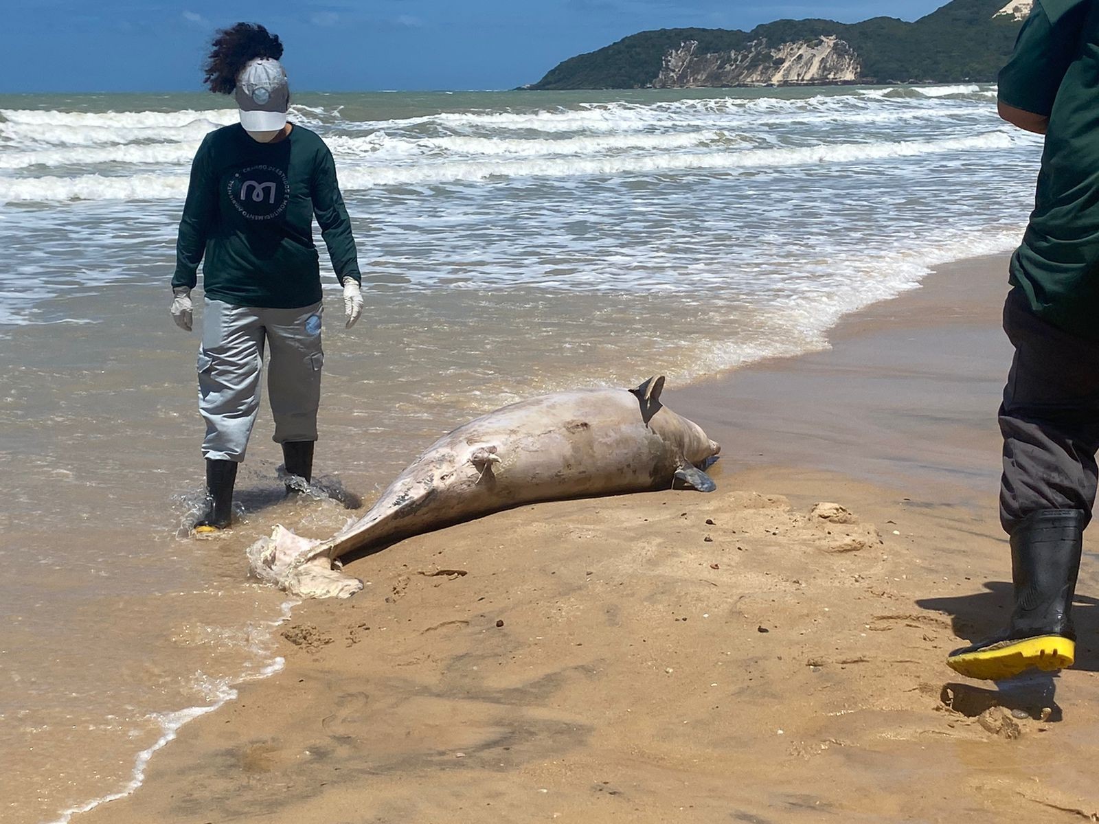 Golfinho é encontrado morto na Praia de Ponta Negra em Natal