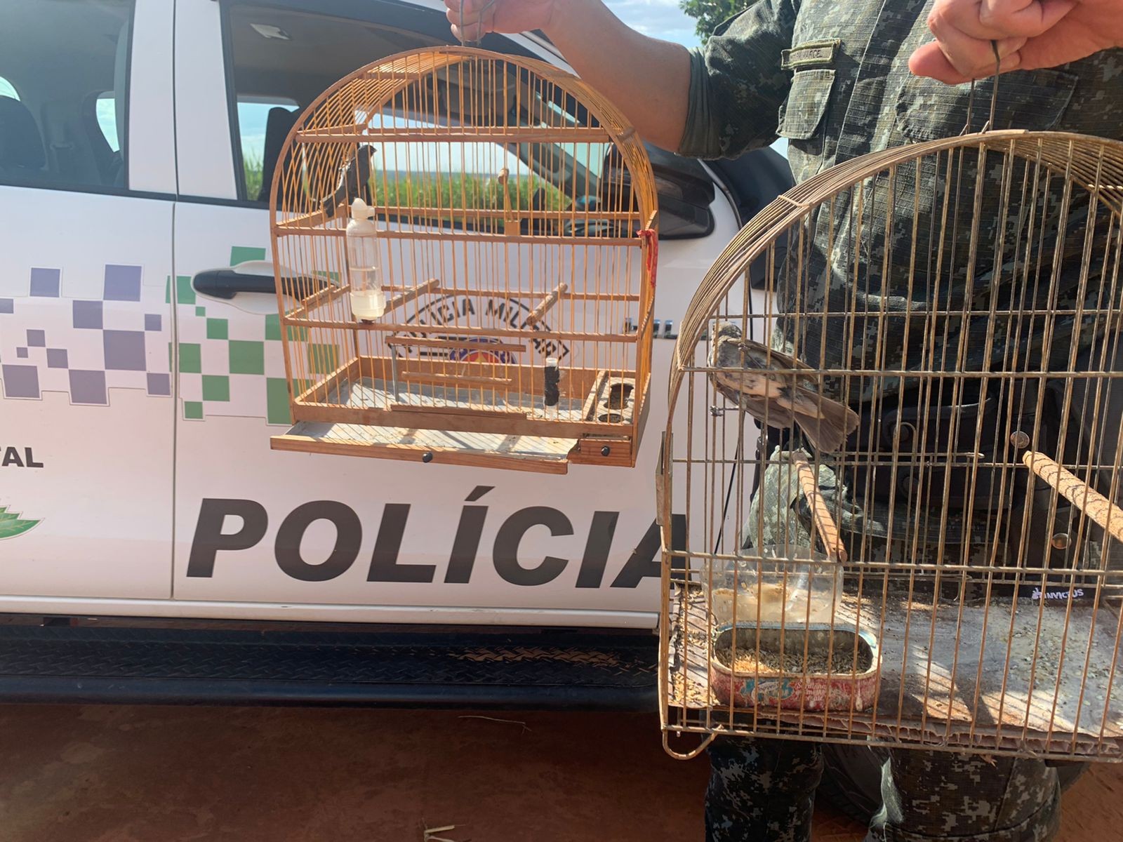 Jabutis, pássaros, papagaios: veja quais animais lideram apreensões em Piracicaba e Limeira