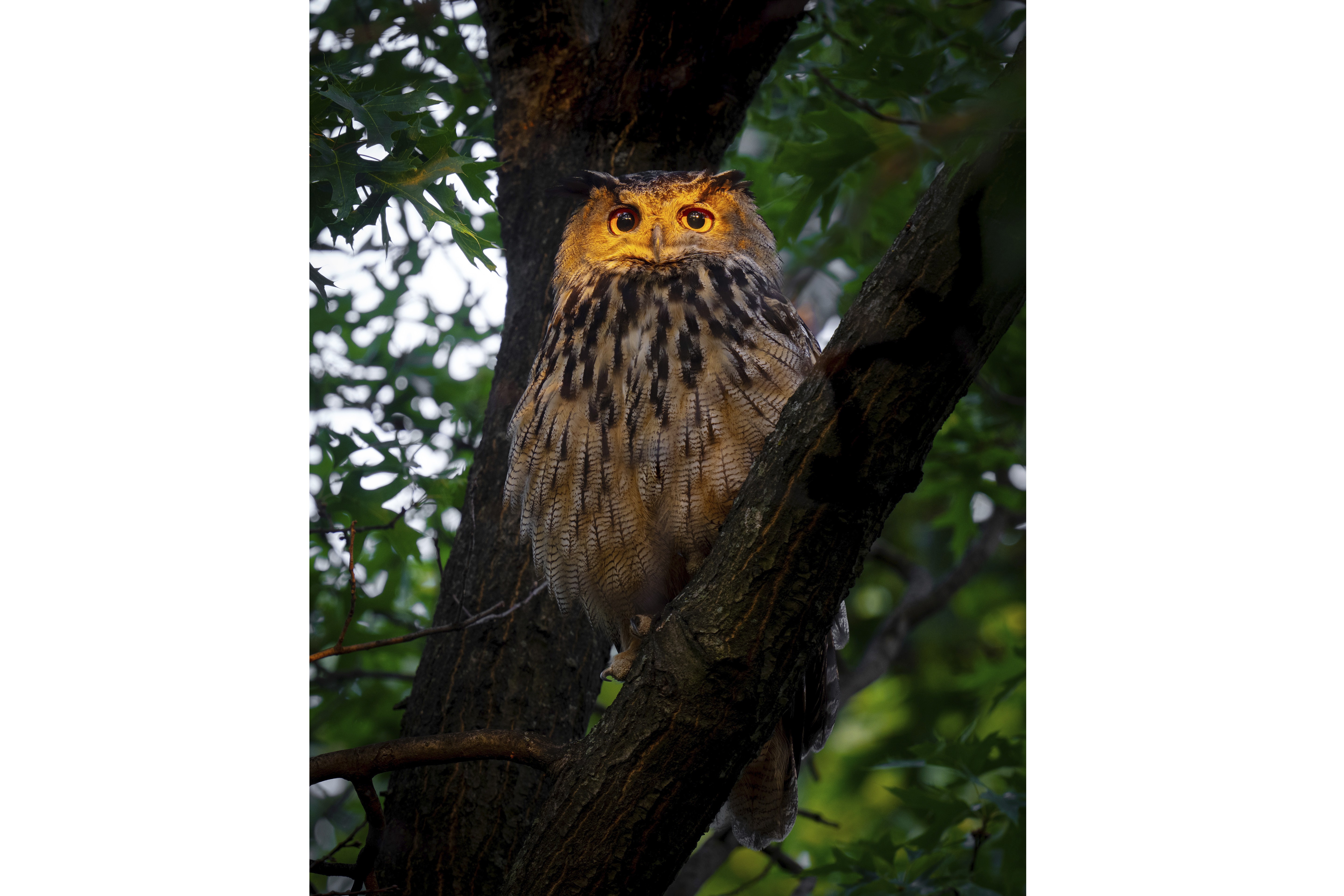 Flaco, a coruja: animal libertado do zoológico de Central Park há um ano vira ‘queridinho’ em Nova York e símbolo de resiliência