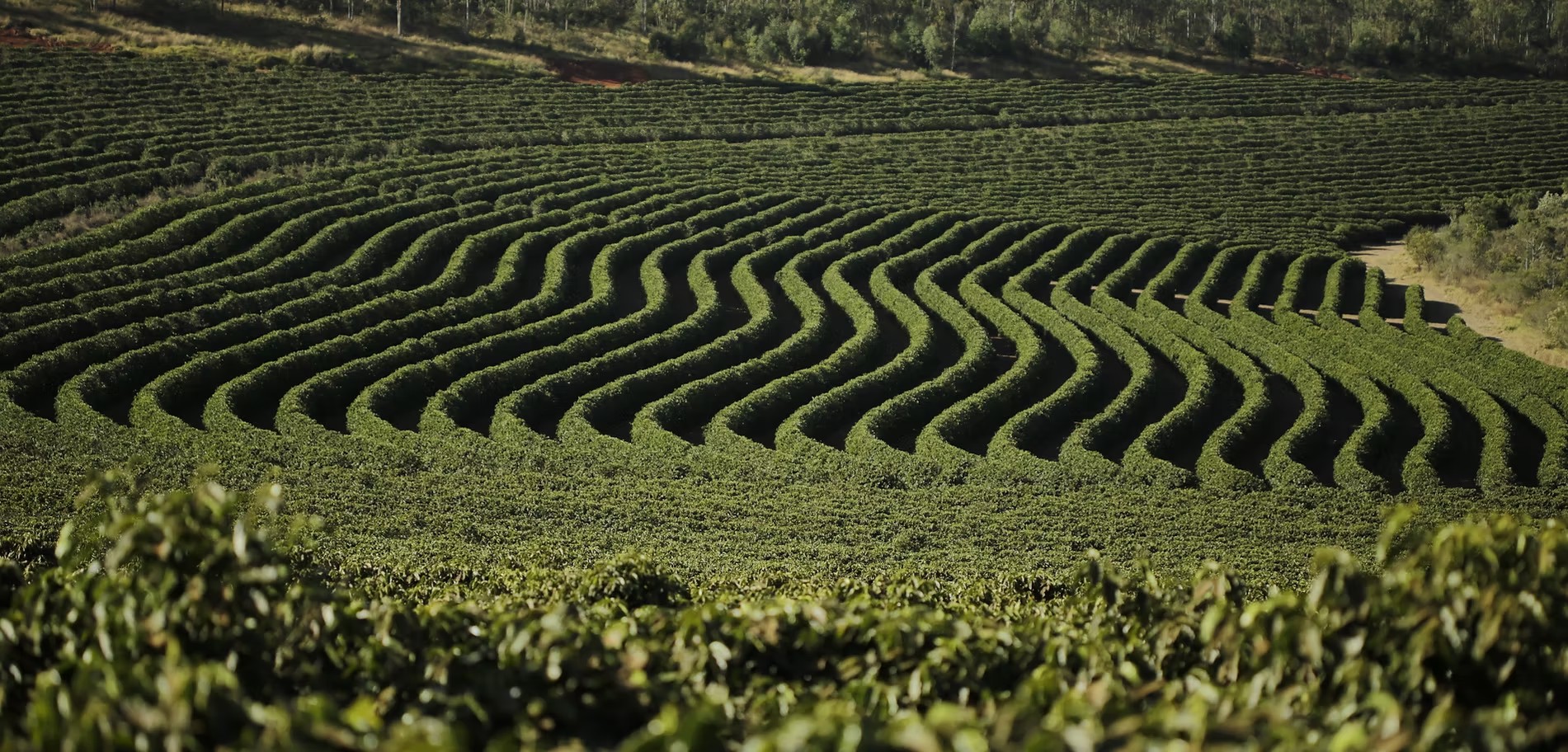 Rally em fazendas inclui pit stop com café e prosa em Patrocínio