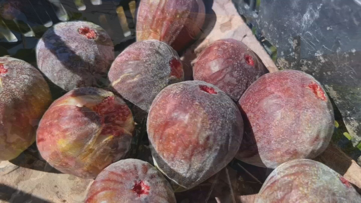 Plantio de figo atrai produtores do Sudoeste de SP