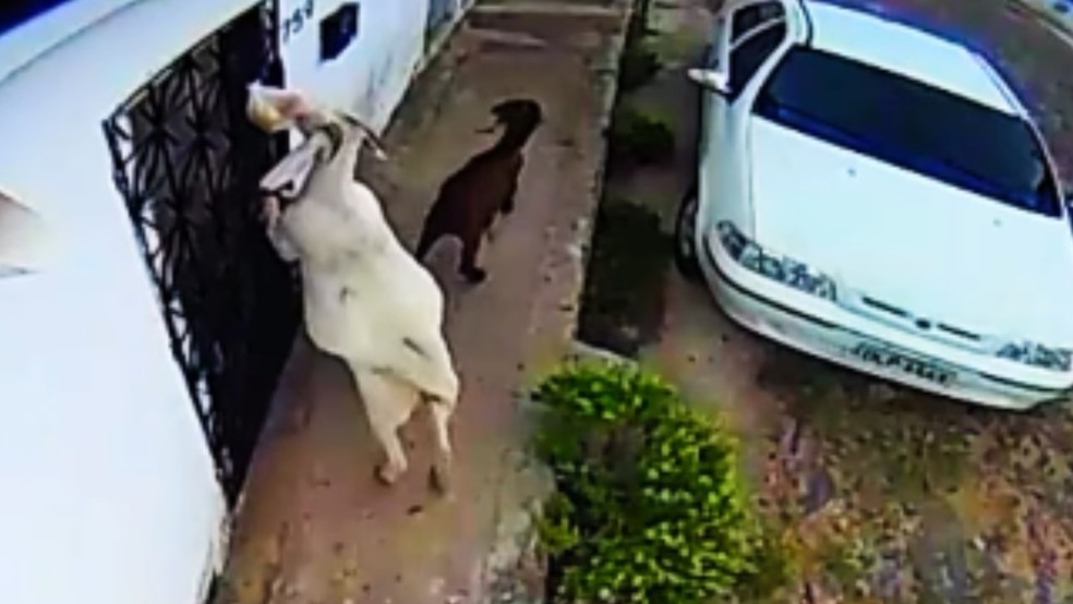 Mulher instala câmeras para flagrar quem roubava pães e descobre 'gangue de cabras' em Boa Viagem, no interior do Ceará — Foto: Reprodução