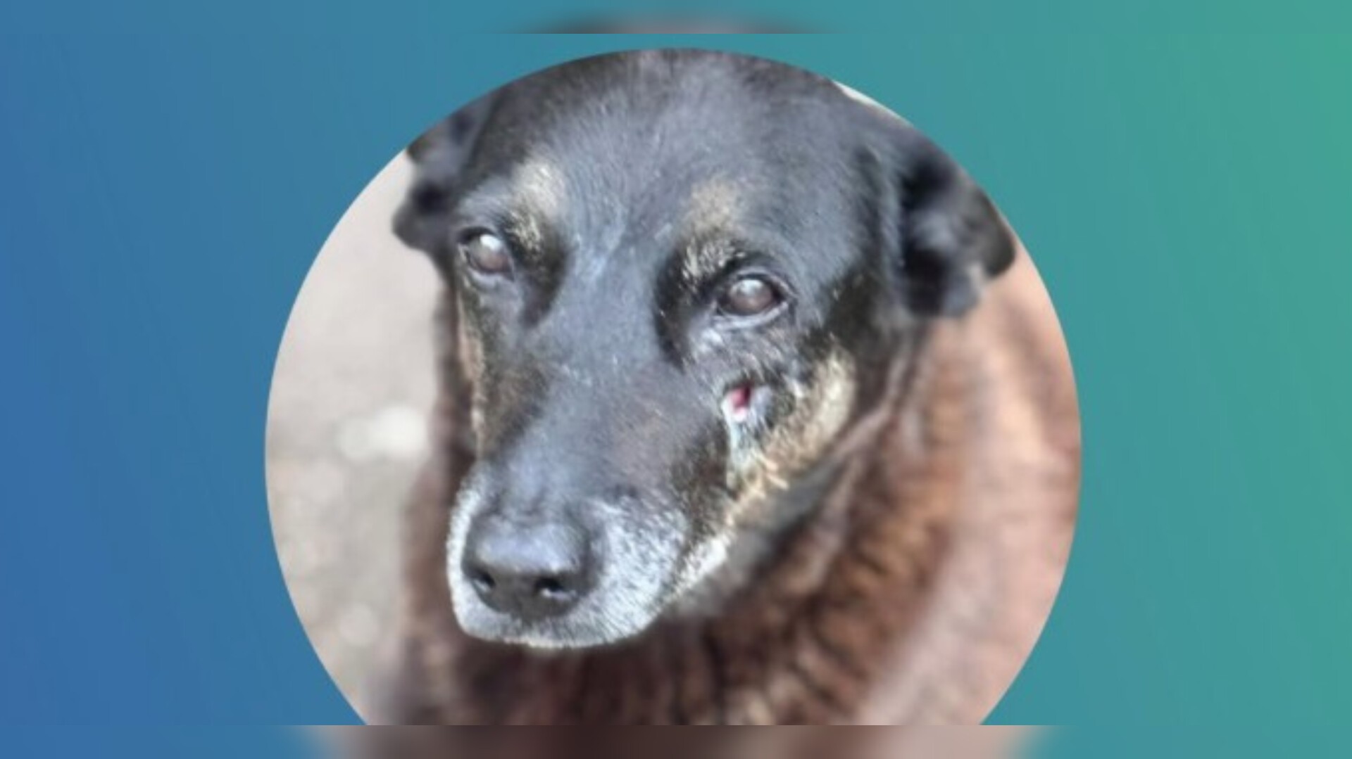 Cão comunitário sofre eutanásia após ser agredido, e morte causa comoção em praia de Florianópolis