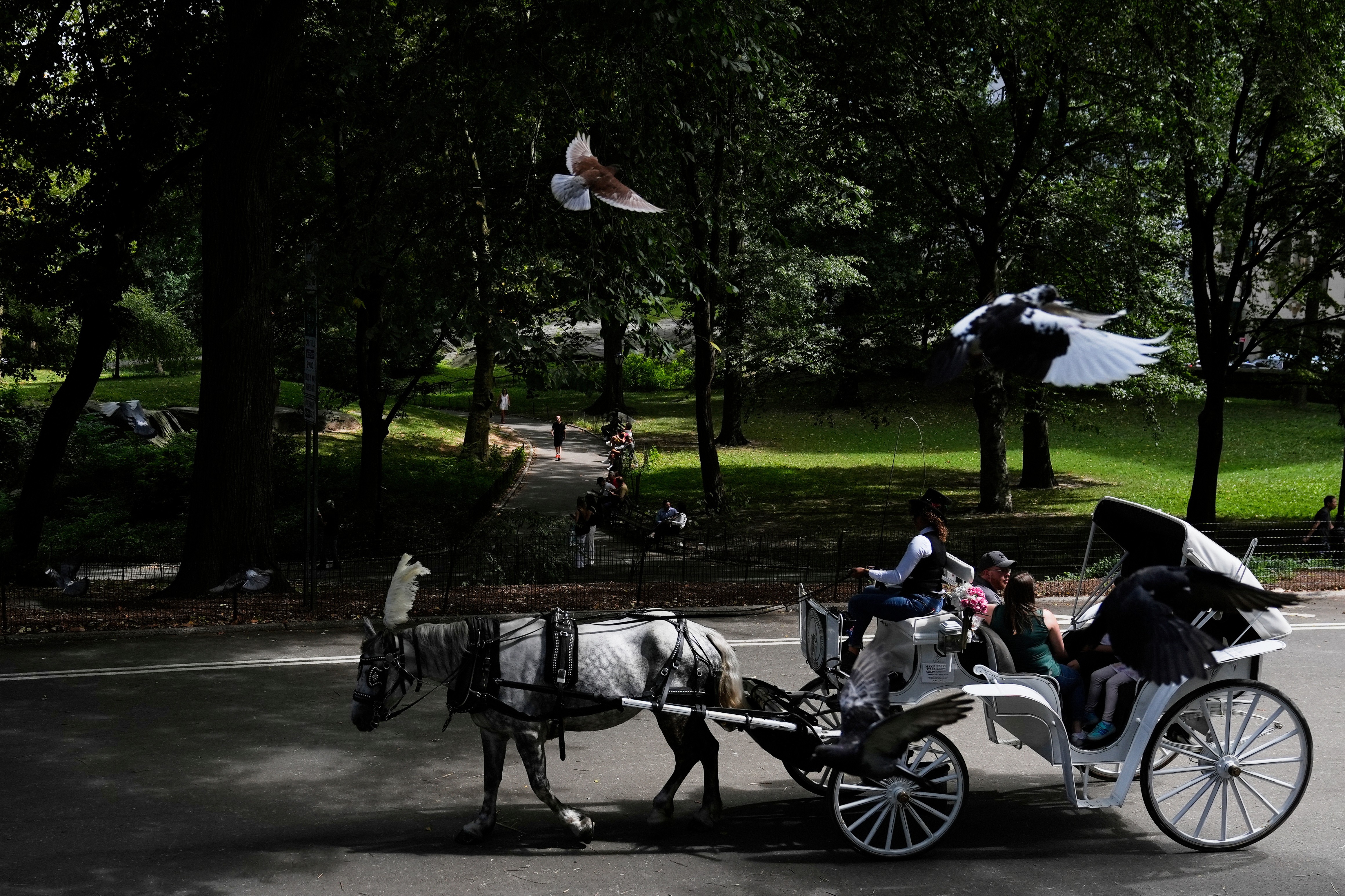 Nova York quer proibir passeios de carruagem no Central Park após morte de adolescente