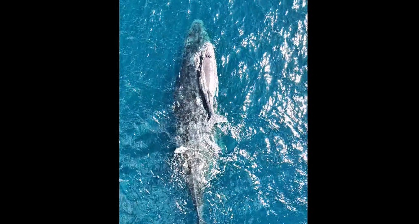 Baleia-jubarte passa com filhote perto costa de Arraial do Cabo no fim da temporada de migração; vídeo