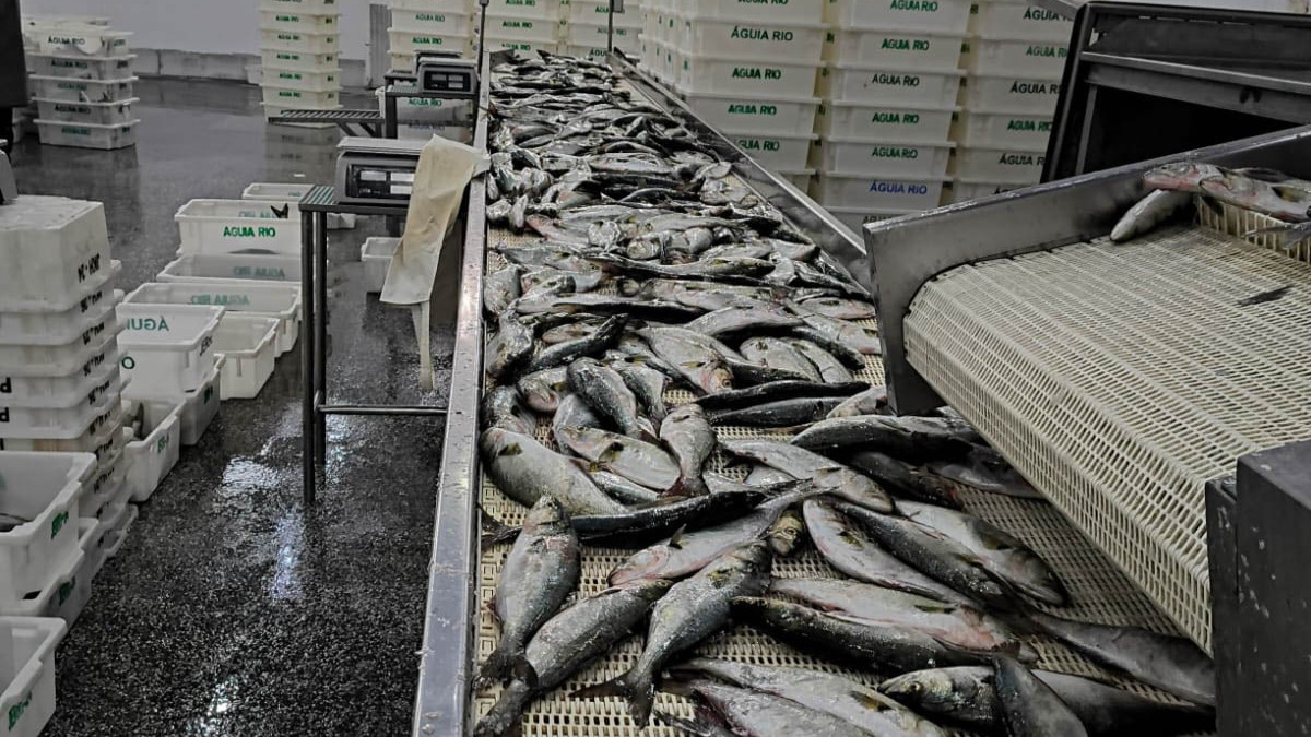 Ibama apreende 104 toneladas de peixe ilegal e aplica R$ 6 milhões em multas no Litoral do RS