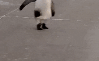 Pinguim vai parar no meio da rua na Argentina durante onda de frio polar