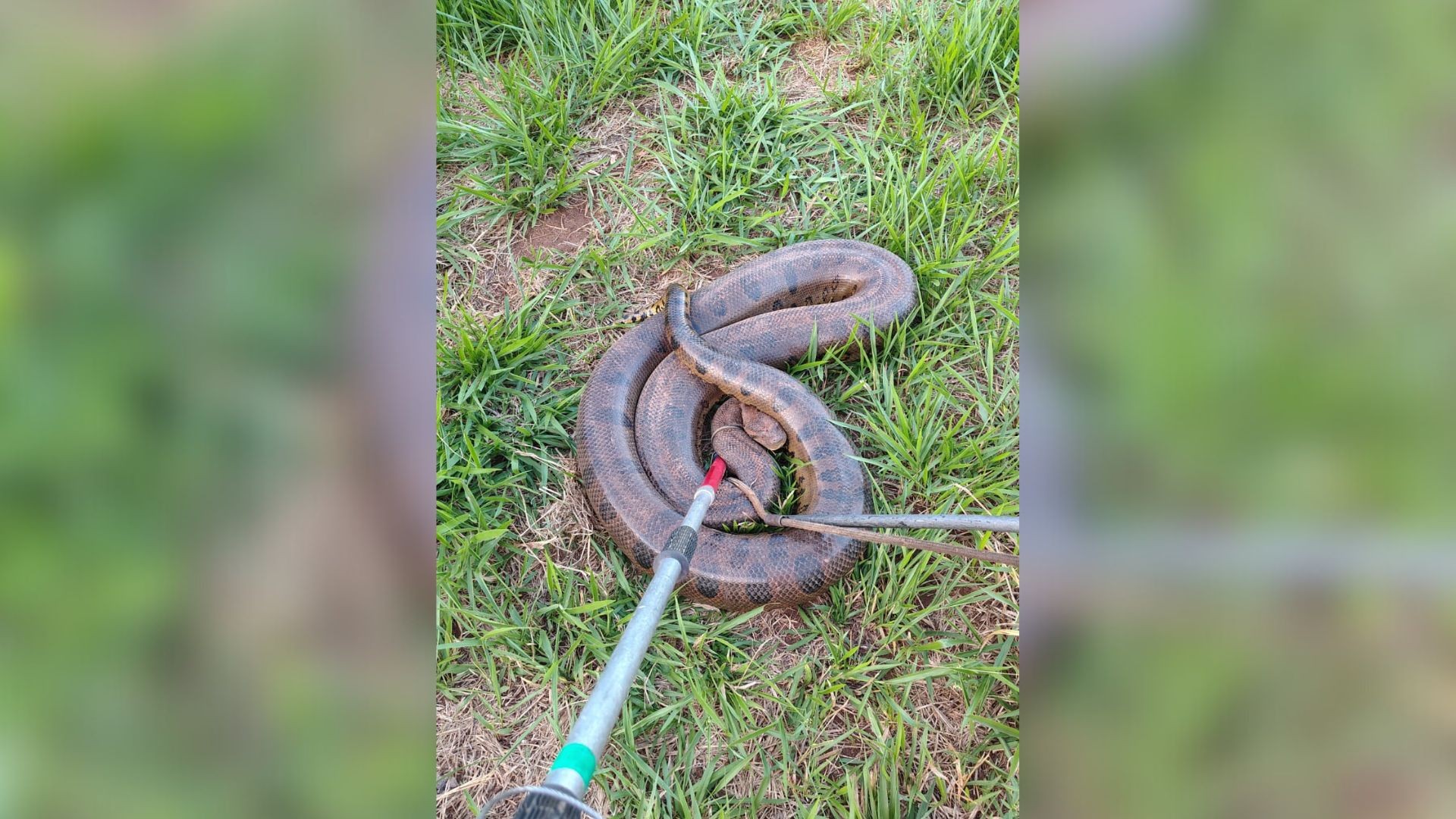 VÍDEO: Sucuri de 70 kg é capturada após ser vista rastejando por área urbana de Uberlândia