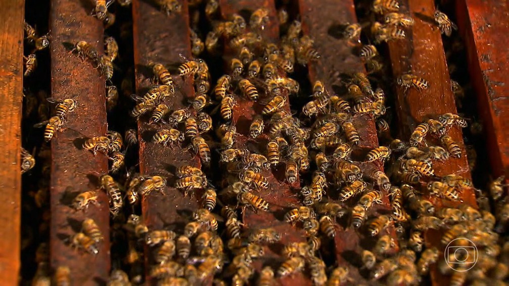 Brasil registra aumento no ataque de abelhas. — Foto: TV Globo/Reprodução