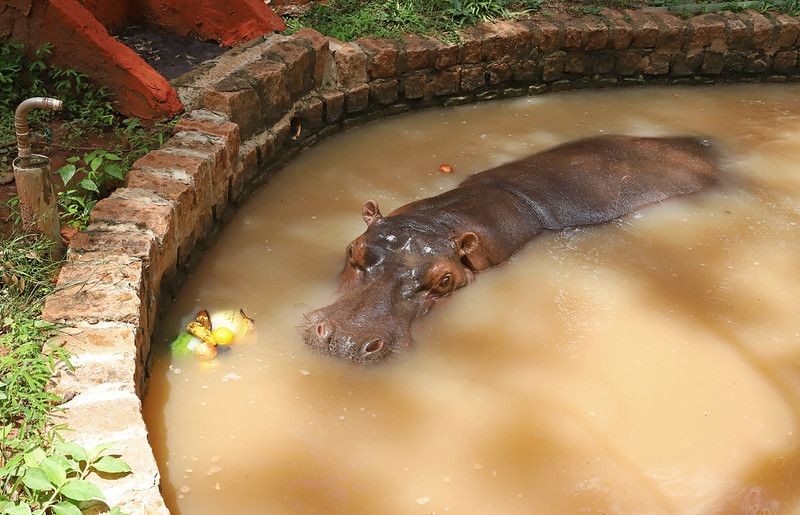 Com onda de calor, animais recebem sorvetes, sucos e banho de mangueira em zoobotânico no interior de SP