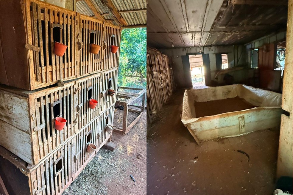 Galos usados para rinha foram encontrados pela PF. Uma pessoa foi presa. — Foto: Polícia Federal