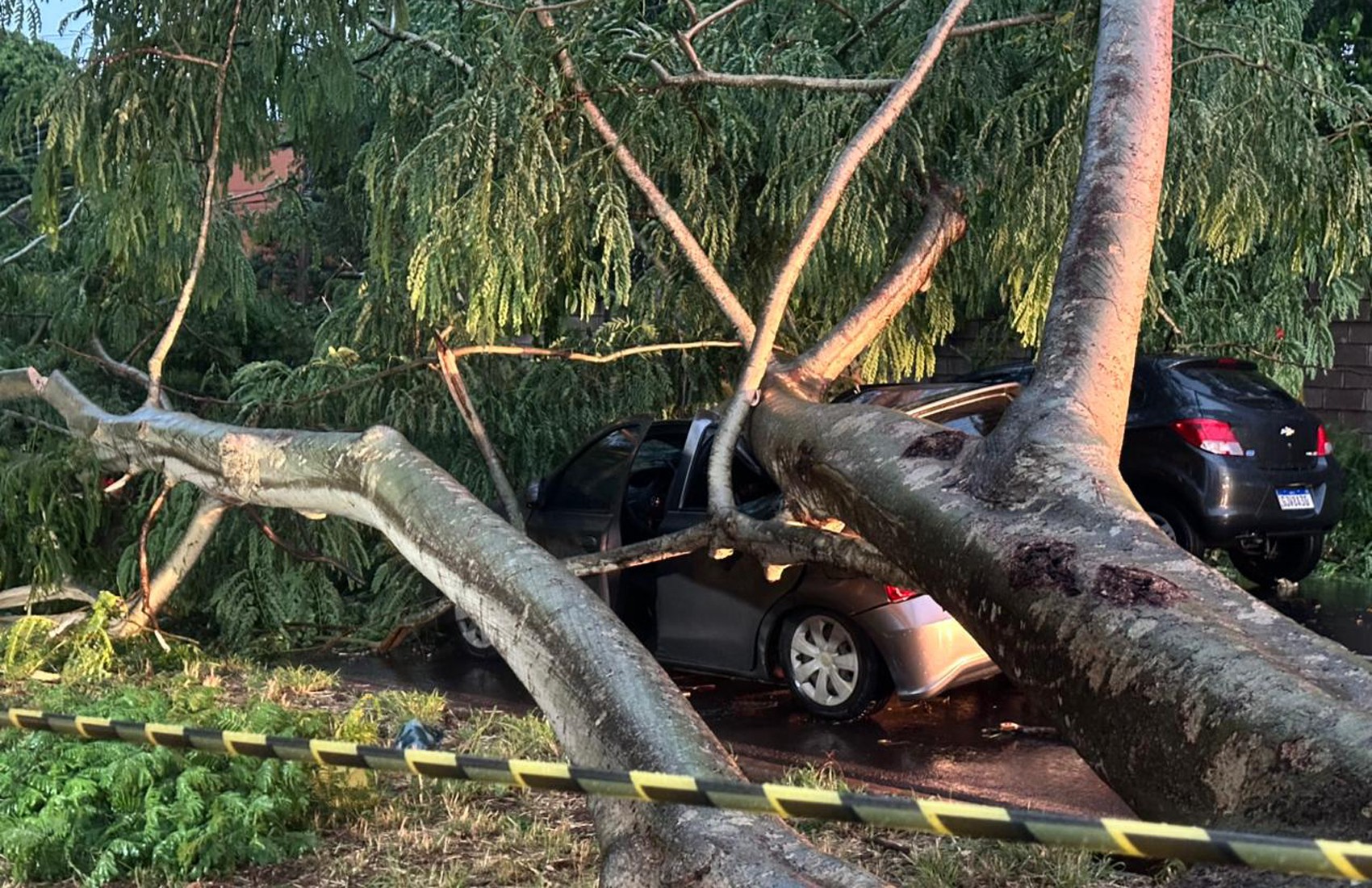 Temporal causa queda de árvore sobre carros e alagamentos em Ribeirão Preto, SP