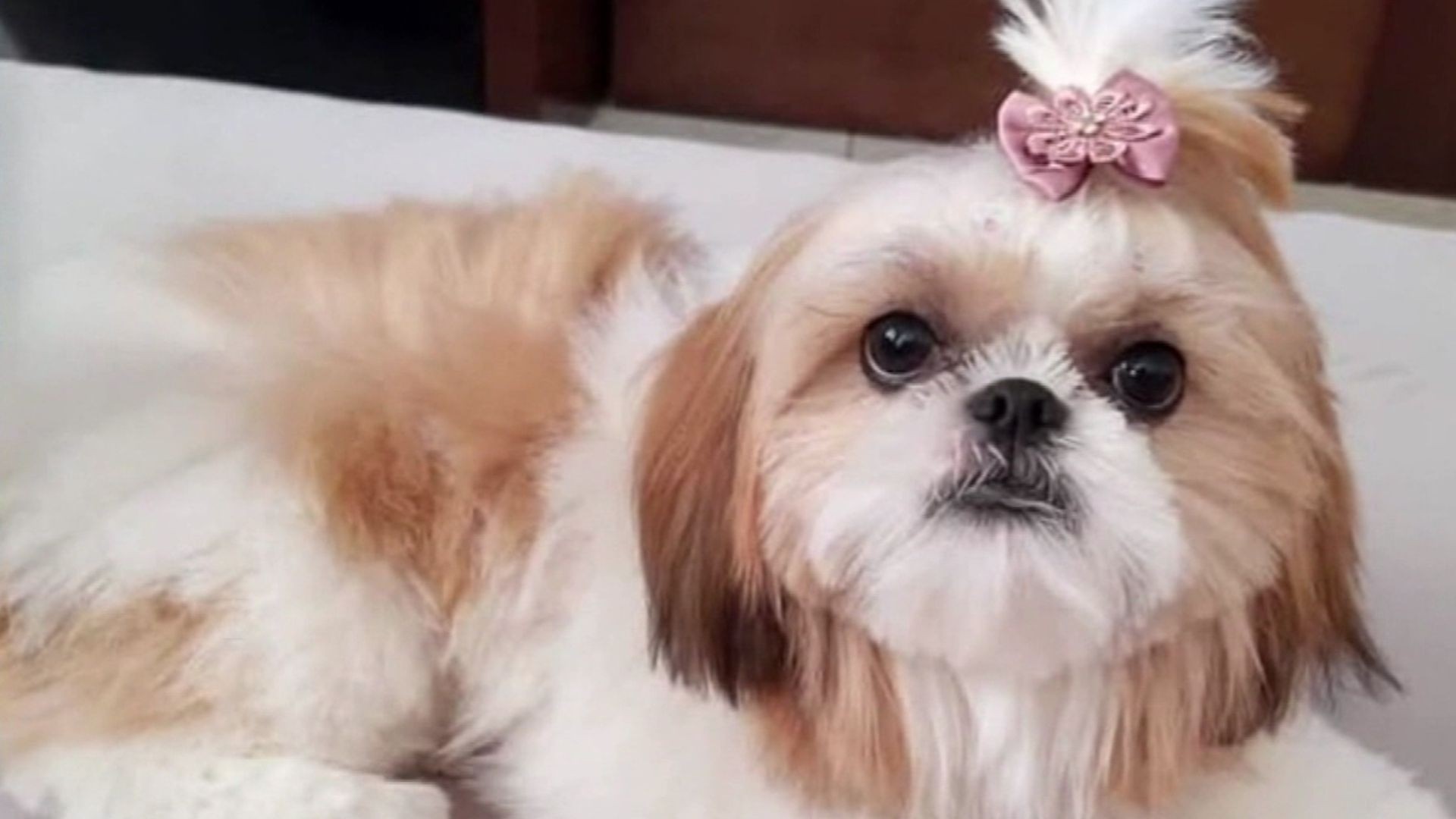 IML faz exumação de cachorra cuidada por mulher acusada de matar nora envenenada no interior de SP