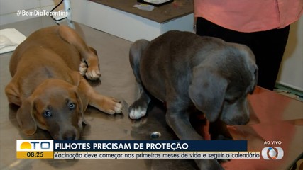 Entenda a importância de vacinar os animais de estimação