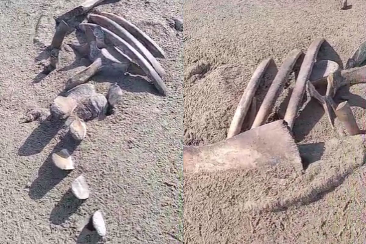 Ossada 'misteriosa' de baleia é encontrada em praia de SP