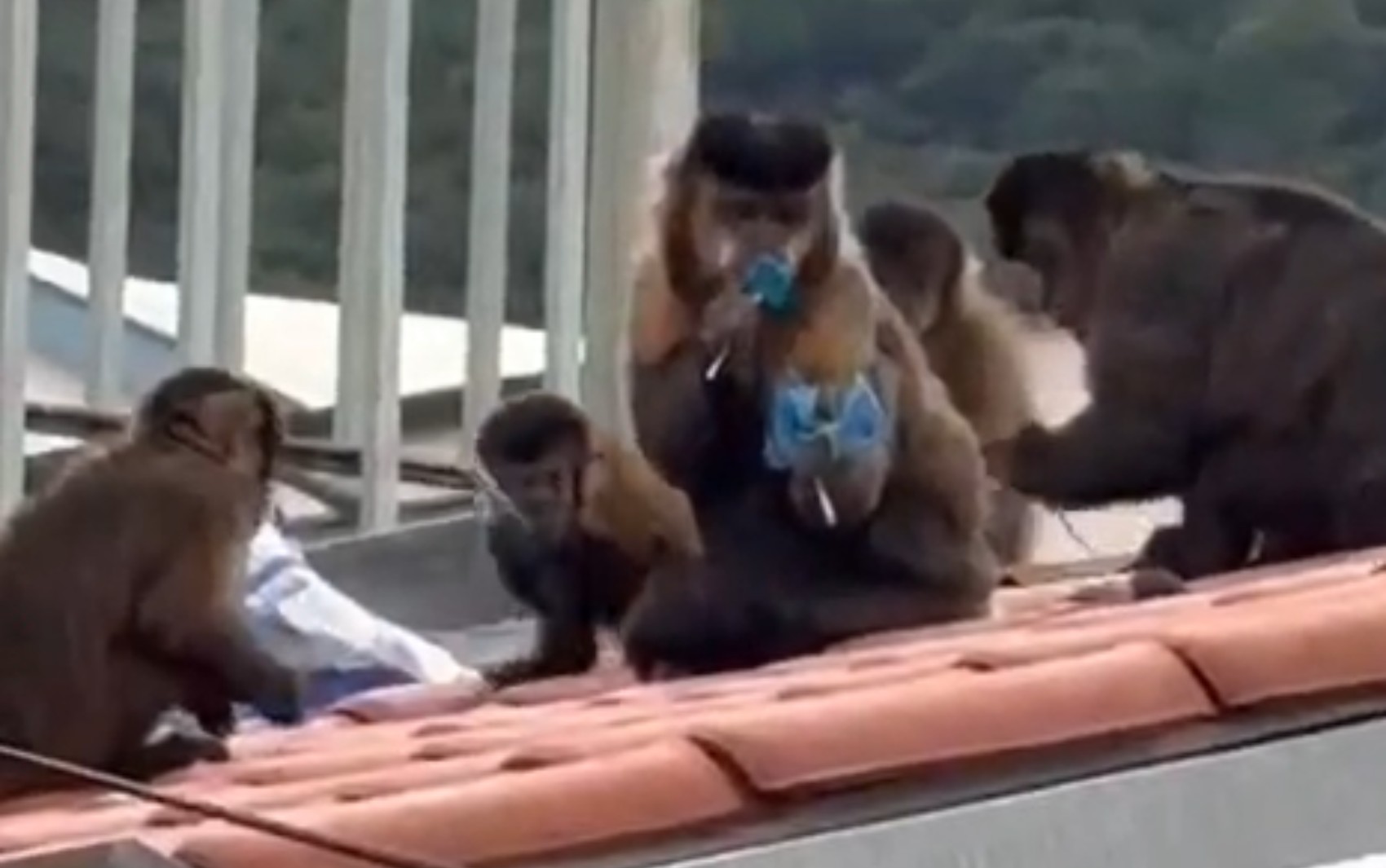 VÍDEOS: Macacos invadem escola infantil e furtam saco de pirulitos em Poços de Caldas, MG