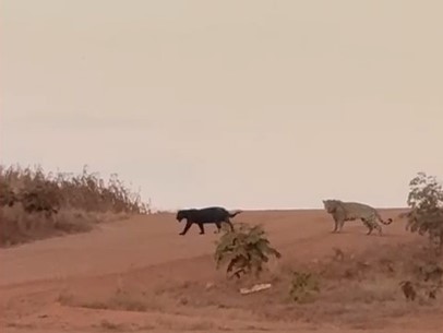 Onça-preta e onça-pintada são flagradas juntas em estrada de MS; VÍDEO