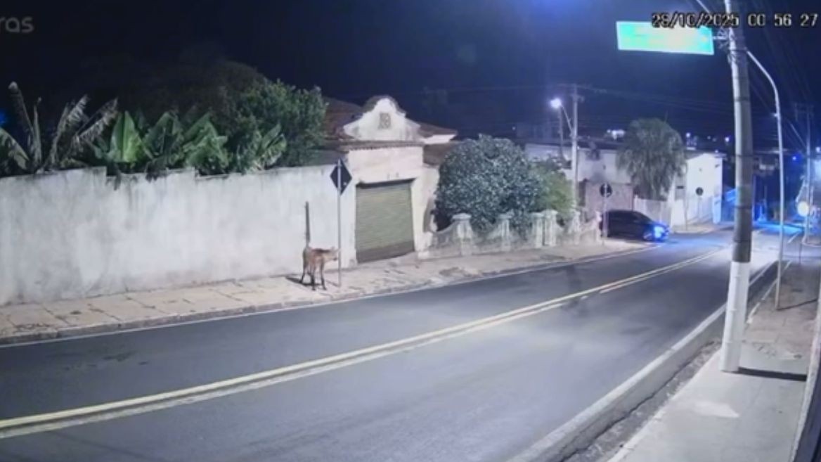 VÍDEO: Lobo-guará é flagrado 'passeando' por ruas de Pompeia