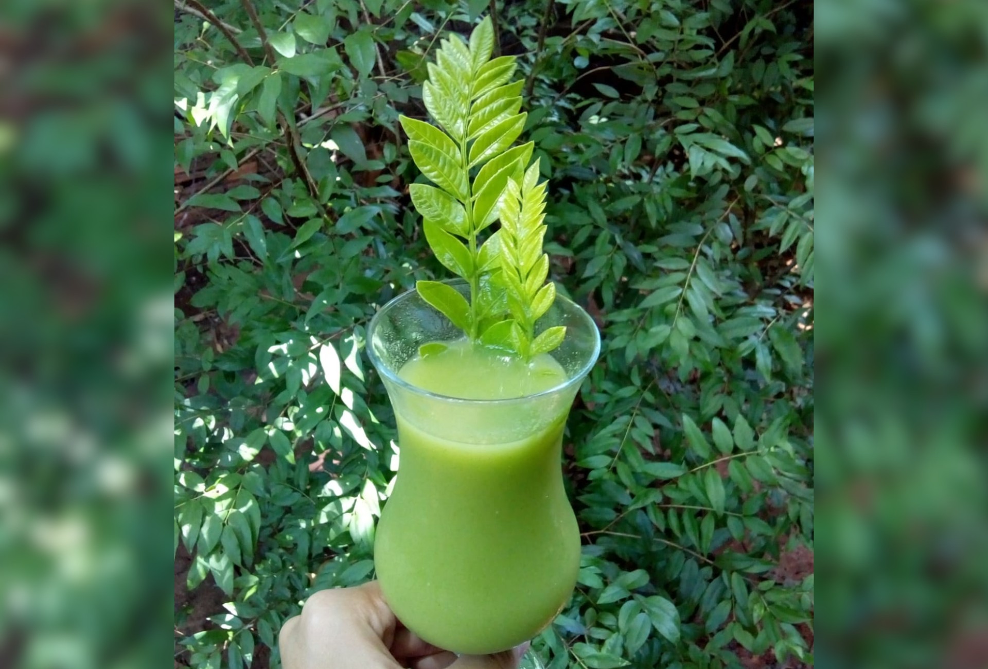 Da árvore ao prato: as folhas azedinhas da fruta que parece tomate-cereja e são comestíveis