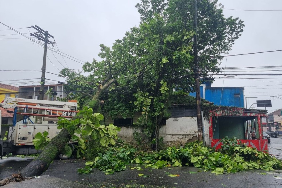 Em Cubatão (SP), uma árvore caiu em cima de uma casa — Foto: Nina Barbosa