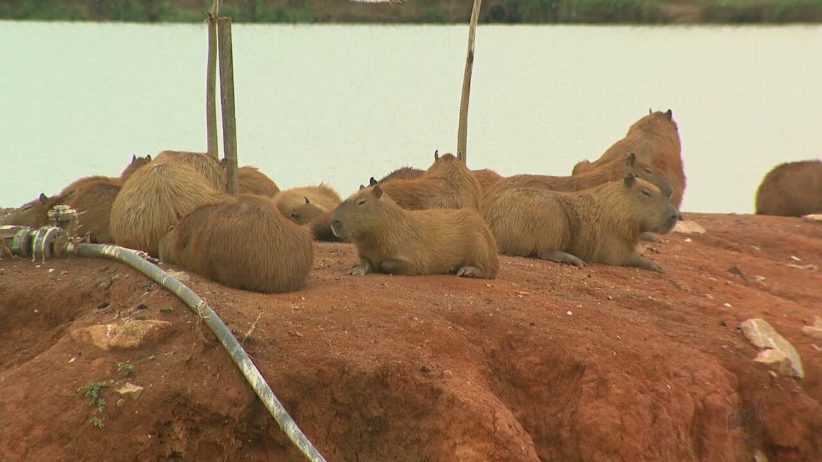 140 ideias de Capivaras em 2023  capivaras, capivara, fotos de capivara