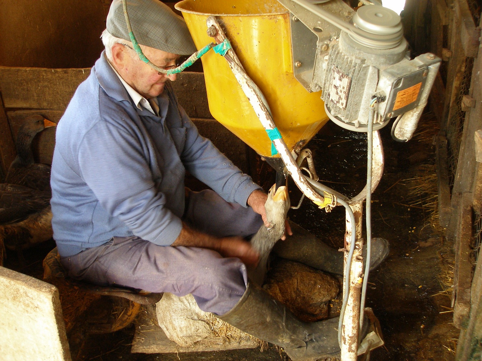 Produção e venda de foie gras podem passar a ser consideradas maus-tratos a animais no Brasil; entenda