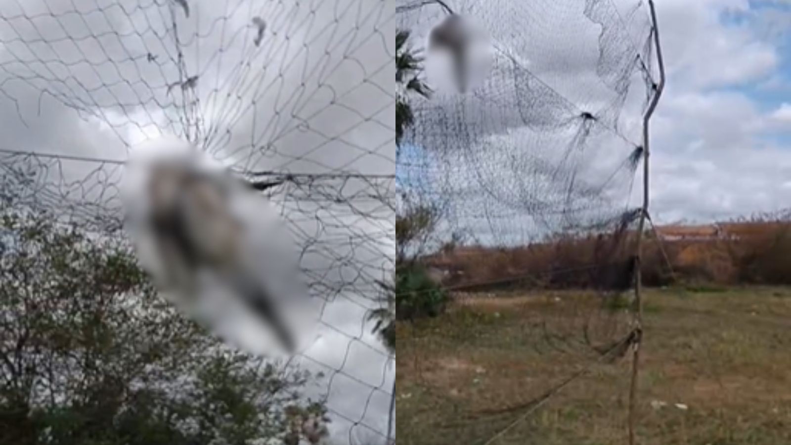 VÍDEO: Armadilha para captura de aves é encontrada com pássaros mortos próximo a açude no PI
