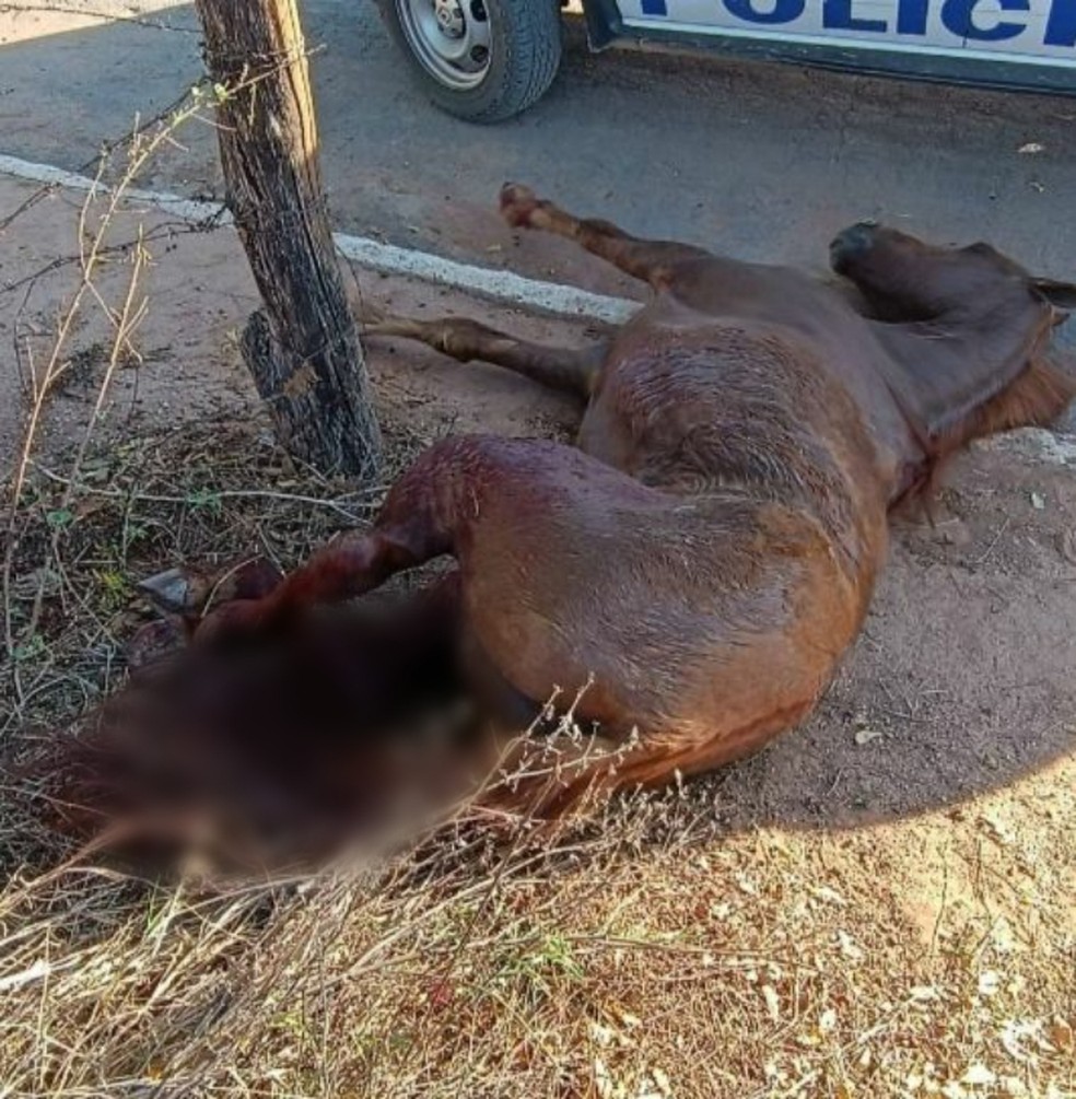 Homem mata cavalo do vizinho a tiros na zona rural de Carinhanha